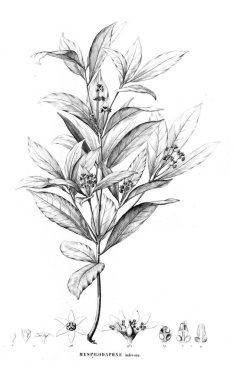 Bitki çizimi. Eski resim