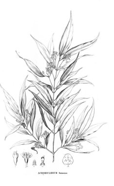 Bitki çizimi. Eski resim