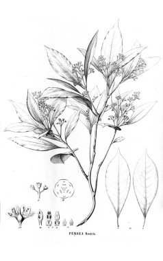 Bitki çizimi. Eski resim