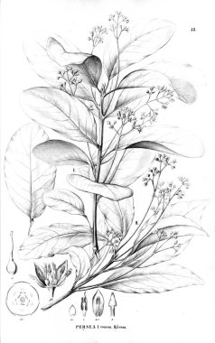 Bitki çizimi. Eski resim