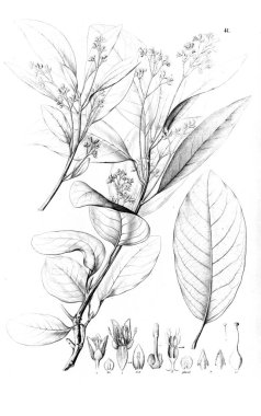 Bitki çizimi. Eski resim