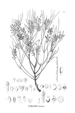 Bitki çizimi. Eski resim