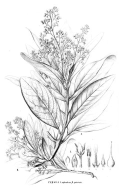 Bitki çizimi. Eski resim