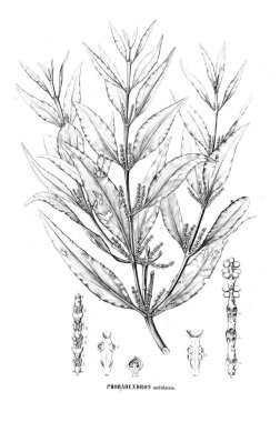 Bitki çizimi. Eski resim