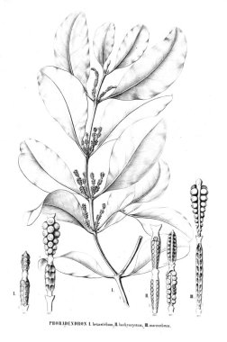 Bitki çizimi. Eski resim