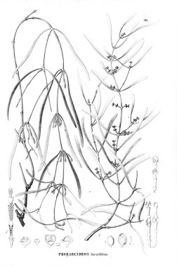 Bitki çizimi. Eski resim