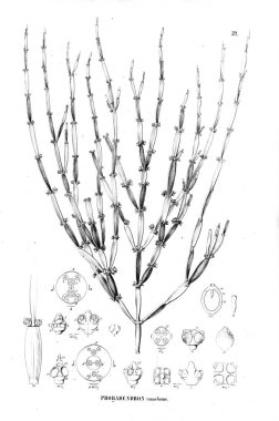 Bitki çizimi. Eski resim