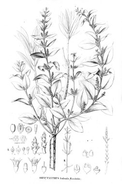 Bitki çizimi. Eski resim