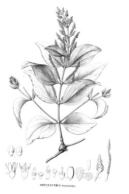 Bitki çizimi. Eski resim