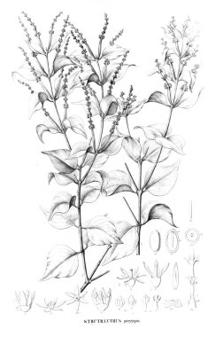 Bitki çizimi. Eski resim