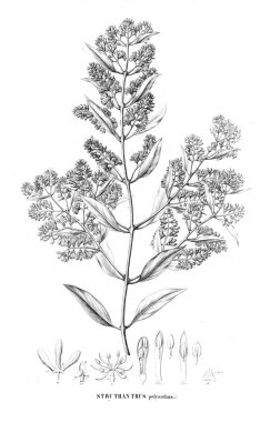 Bitki çizimi. Eski resim