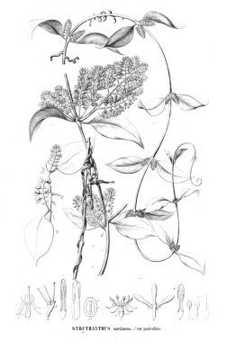 Bitki çizimi. Eski resim