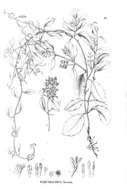 Bitki çizimi. Eski resim