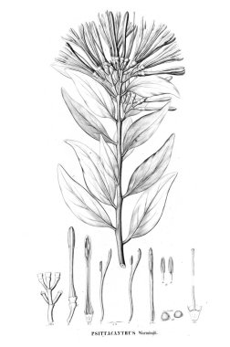 Bitki çizimi. Eski resim