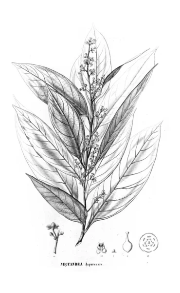 Illustration Plante Ancienne Image — Photo