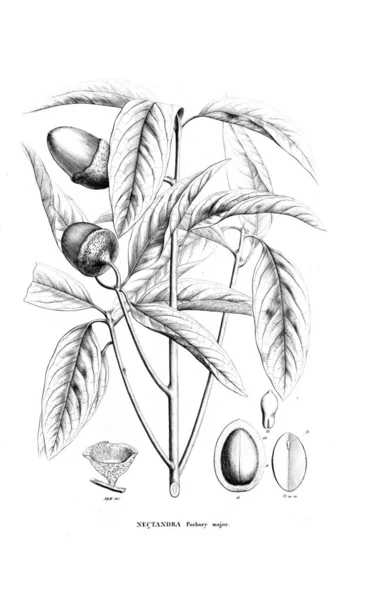 Ilustración Planta Imagen Antigua —  Fotos de Stock