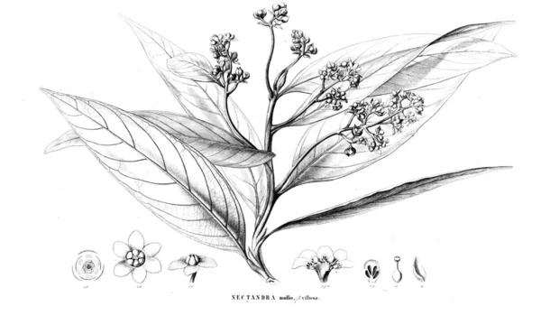 Illustration Plante Ancienne Image — Photo