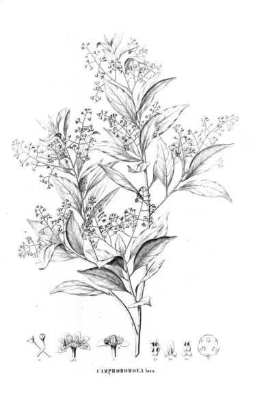 Illustration Plante Ancienne Image — Photo