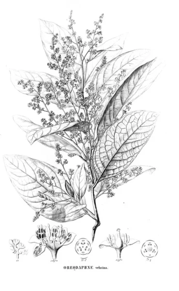 Illustration Plante Ancienne Image — Photo