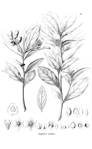 Illustration Plante Ancienne Image — Photo