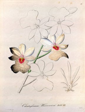 Bitki çizimi. Retro resim