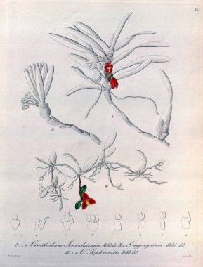 Bitki çizimi. Retro resim