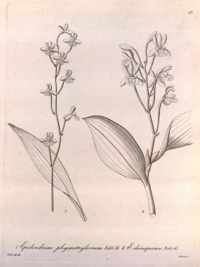 Bitki çizimi. Retro resim