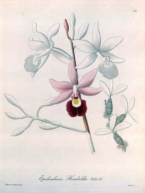 Bitki çizimi. Retro resim