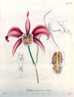 Bitki çizimi. Retro resim