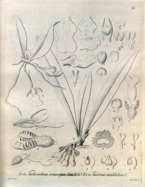 Bitki çizimi. Retro resim