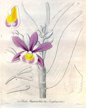 Bitki çizimi. Retro resim