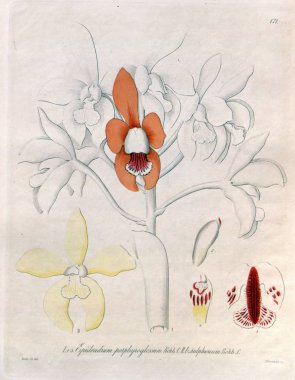 Bitki çizimi. Retro resim