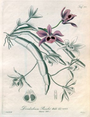 Bitki çizimi. Retro resim