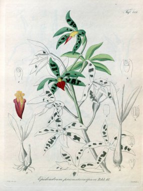 Bitki çizimi. Retro resim