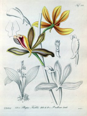 Bitki çizimi. Retro resim