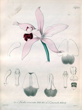 Bitki çizimi. Retro resim