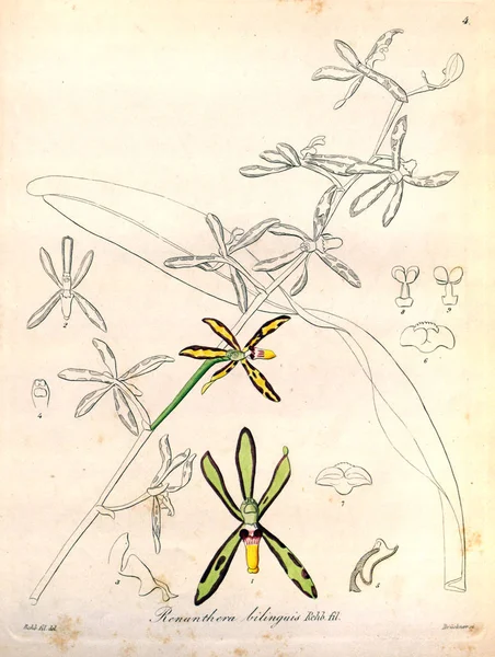 Εικονογράφηση Του Φυτού Ρετρό Εικόνα — Φωτογραφία Αρχείου