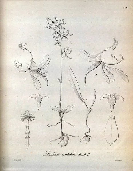 Bitki Çizimi Retro Resim — Stok fotoğraf