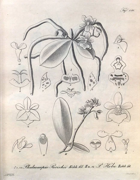 식물의 그림입니다 레트로 — 스톡 사진