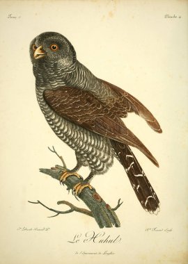 Kuş Illustration. Eski resim