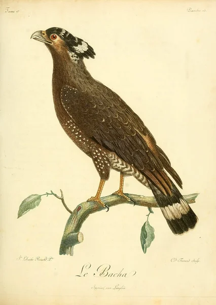 Иллюстрация Птицы Старое Изображение — стоковое фото