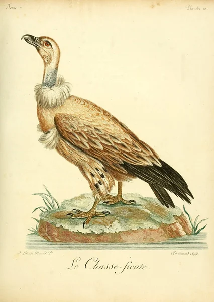 Απεικόνιση Του Πουλιού Παλιά Εικόνα — Φωτογραφία Αρχείου