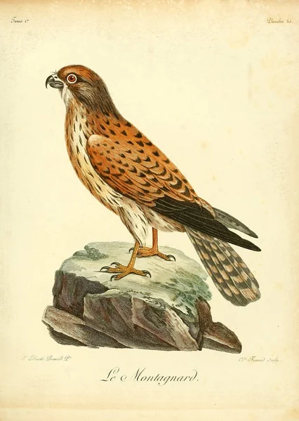 Kuş Illustration Eski Resim — Stok fotoğraf