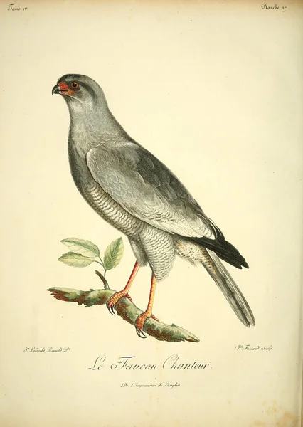Illustration Bird Old Image — Stock Photo, Image