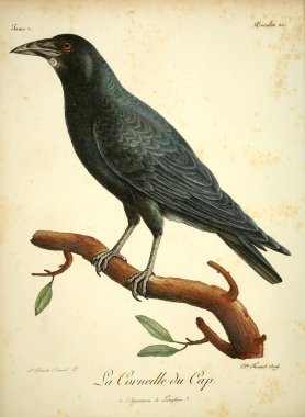 Kuş Illustration. Eski resim