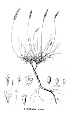 Bitki çizimi. Eski resim