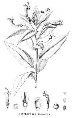 Bitki çizimi. Eski resim