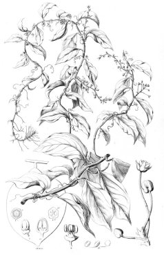 Bitki çizimi. Eski resim