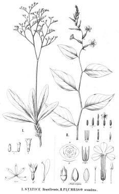 Bitki çizimi. Eski resim