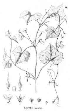 Bitki çizimi. Eski resim